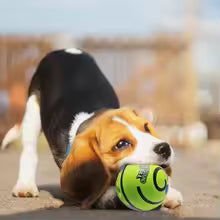 Wobble Wag Giggle Glow Ball – Interactive Dog Toy